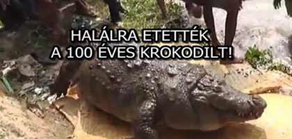 HALÁLRA ETETTÉK A 100 ÉVES KROKODILT!