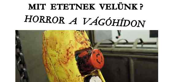 MIT ETETNEK VELÜNK? HORROR A PEST MEGYEI VÁGÓHÍDON. JÓ ÉTVÁGYAT!