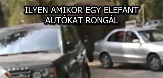 ILYEN AMIKOR EGY ELEFÁNT AUTÓKAT RONGÁL