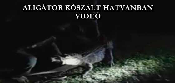 ALIGÁTOR KÓSZÁLT HATVANBAN - VIDEÓ