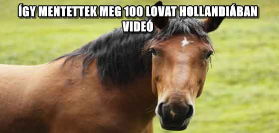 ÍGY MENTETTEK MEG 100 LOVAT HOLLANDIÁBAN - VIDEÓ