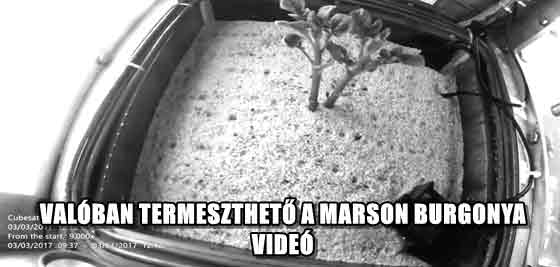 VALÓBAN TERMESZTHETŐ A MARSON BURGONYA - VIDEÓ