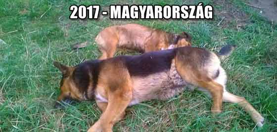 2017-MAGYARORSZÁG.
