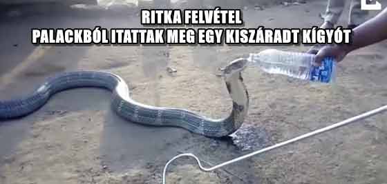 RITKA FELVÉTEL - PALACKBÓL ITATTAK MEG EGY KISZÁRADT KÍGYÓT