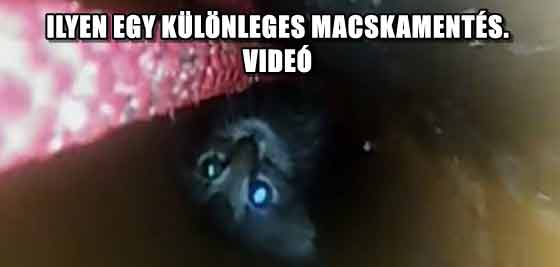 ILYEN EGY KÜLÖNLEGES MACSKAMENTÉS - VIDEÓ